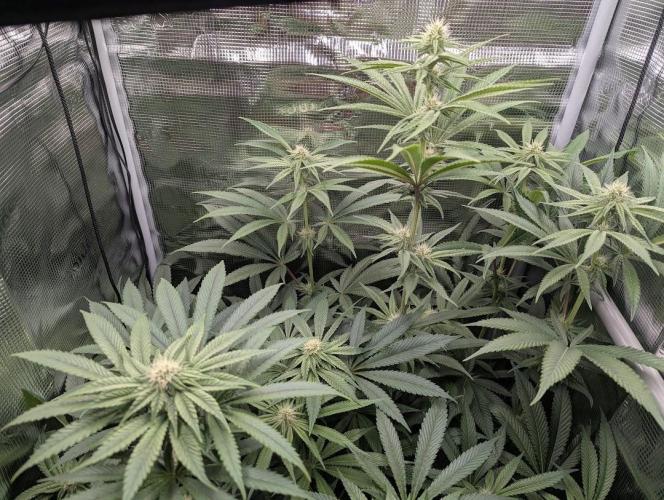 Blue Zushi - Dutch Passion. Week 10