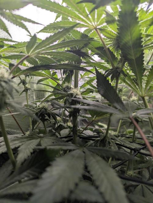 Black Cherry Gushers - Barney's Farm. Week 10