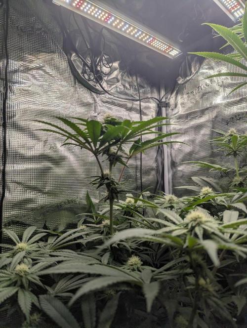 Black Cherry Gushers - Barney's Farm. Week 10