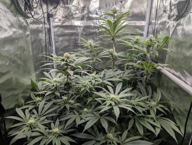 Black Cherry Gushers - Barney's Farm. Week 10