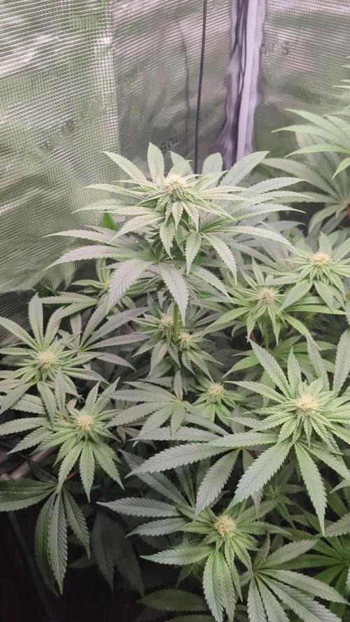 Black Cherry Gushers - Barney's Farm