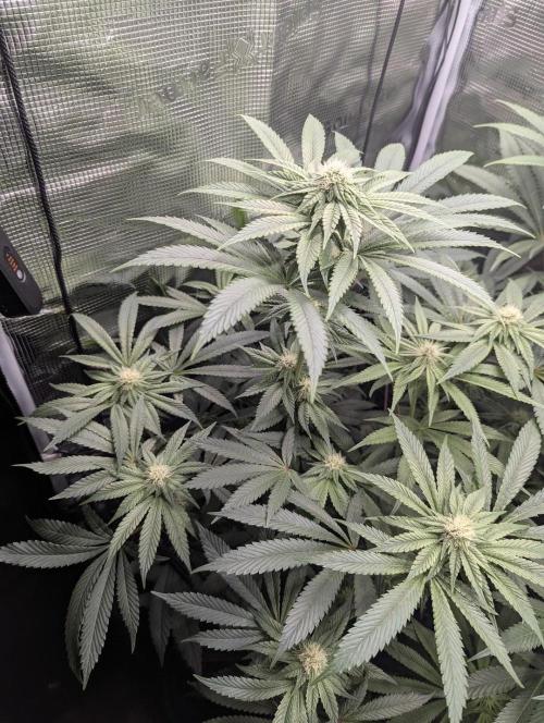 Black Cherry Gushers - Barney's Farm. Week 10