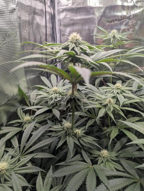 Black Cherry Gushers - Barney's Farm. Week 10