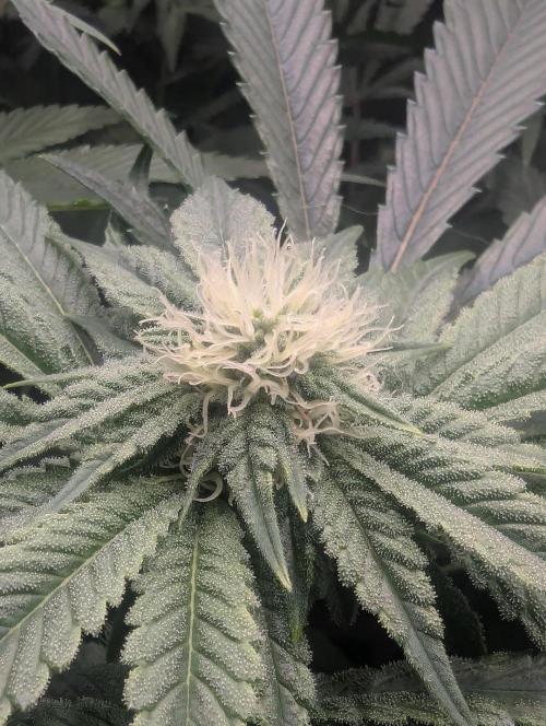 Black Cherry Gushers - Barney's Farm. Week 10