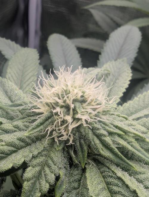 Black Cherry Gushers - Barney's Farm. Week 10