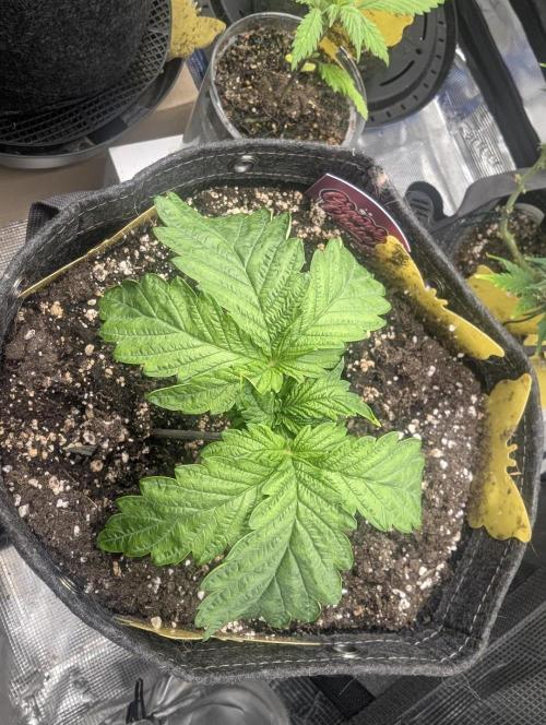 Zkittlez - Growers Choice. Week 2