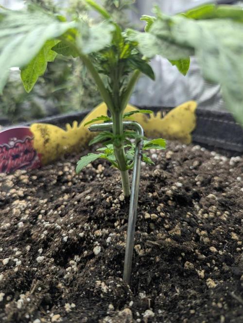 Zkittlez - Growers Choice. Week 2