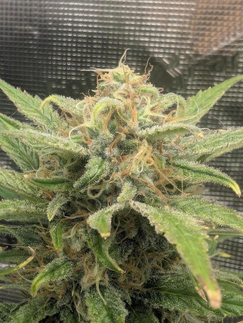 Papaya Zoap Auto - Sweet Seeds. Week 10