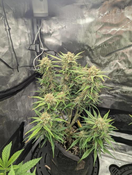 Papaya Zoap Auto - Sweet Seeds. Week 10