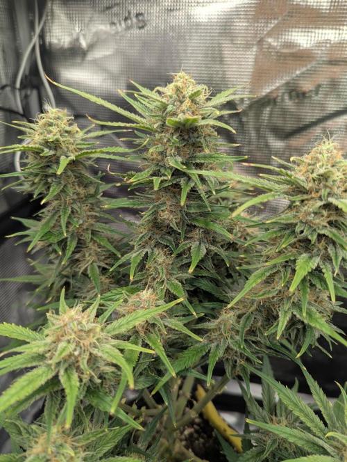 Papaya Zoap Auto - Sweet Seeds. Week 10