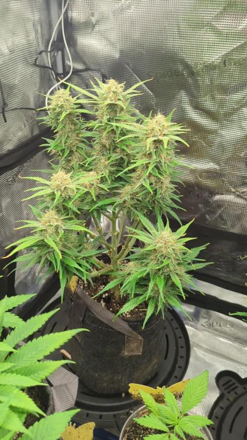 Papaya Zoap Auto - Sweet Seeds