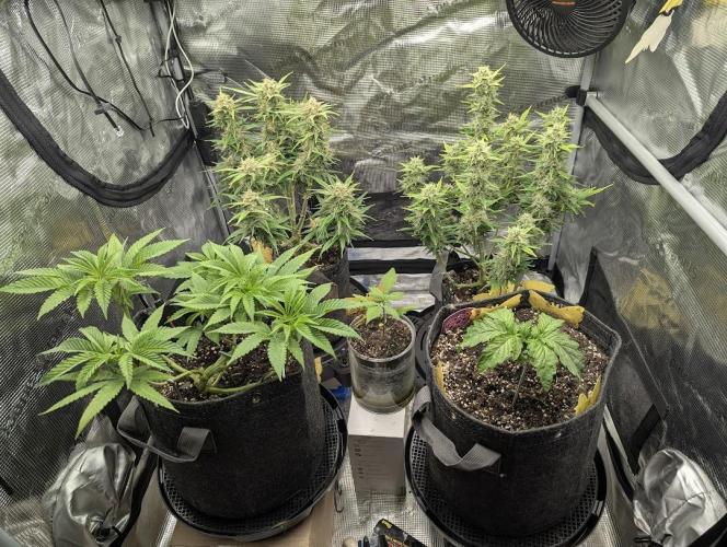 Do-Si-Dos Auto - Zamnesia. Week 10