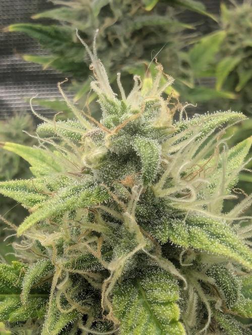 Do-Si-Dos Auto - Zamnesia. Week 10