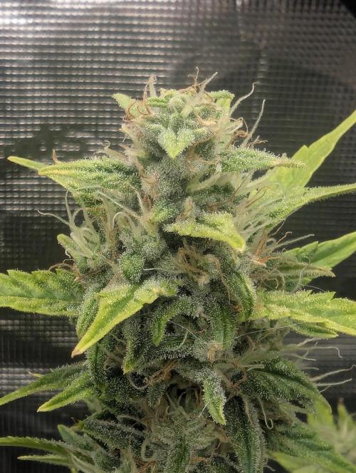 Do-Si-Dos Auto - Zamnesia. Week 10