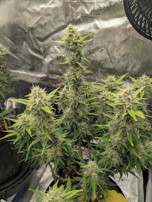 Do-Si-Dos Auto - Zamnesia. Week 10