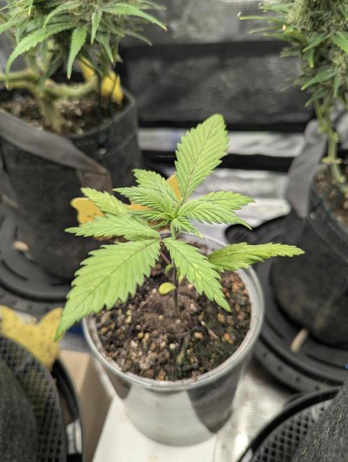 Strawberry Gorilla Auto - FastBuds. Week 2