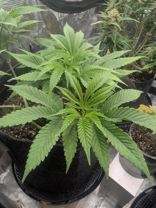 RS11 x Banana OG - Barney's Farm. Week 6