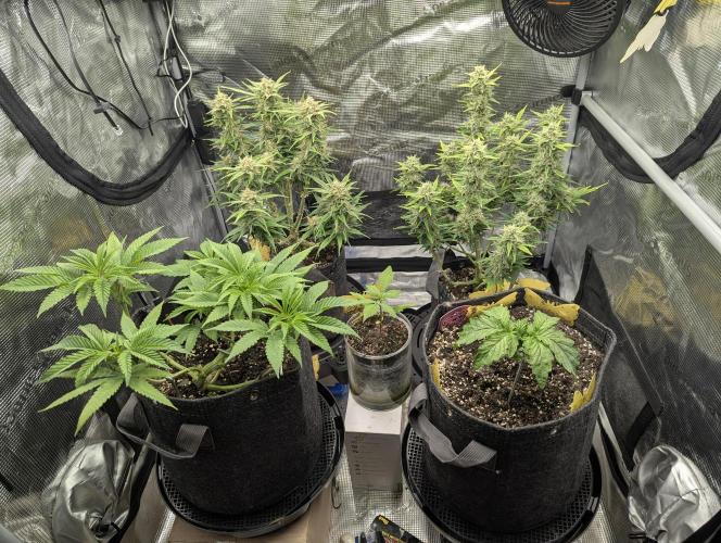 RS11 x Banana OG - Barney's Farm. Week 6