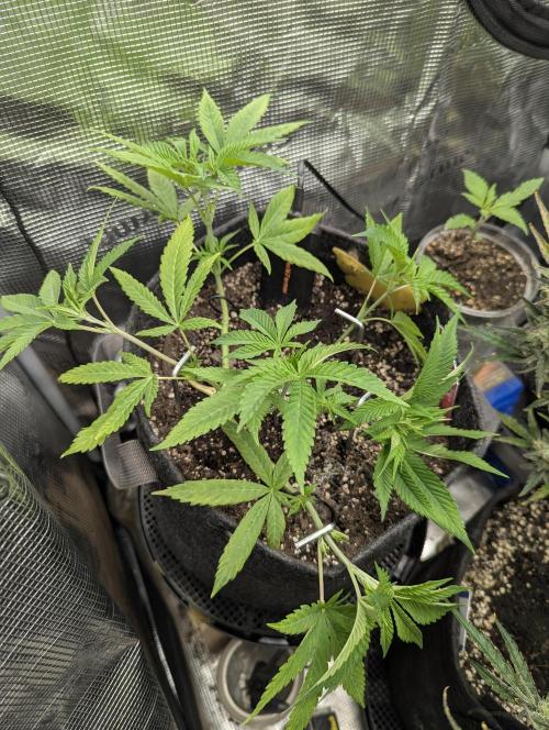 RS11 x Banana OG - Barney's Farm. Week 6