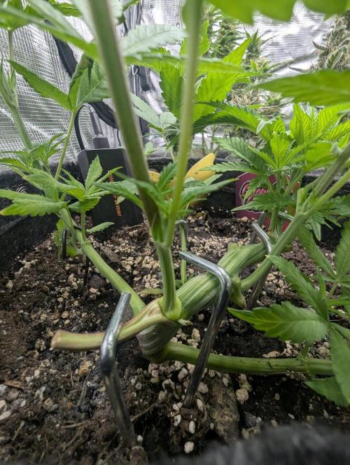 RS11 x Banana OG - Barney's Farm. Week 6