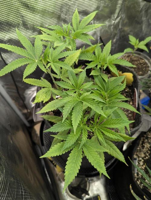 RS11 x Banana OG - Barney's Farm. Week 6