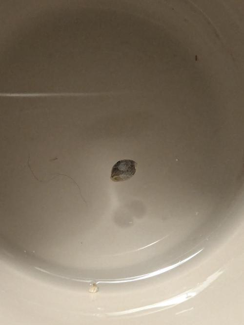 British Delight - Wizard Trees. Week 0