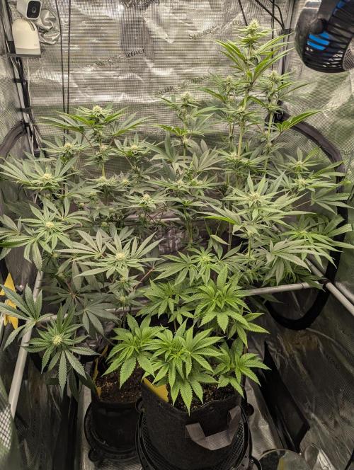 RS11 x Banana OG - Barney's Farm. Week 6