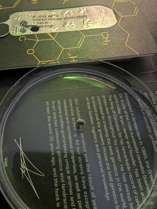 AlienZ Automatic - Greenhouse Seed Co.. Week 0