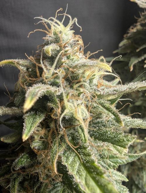 Papaya Zoap Auto - Sweet Seeds. Week 11