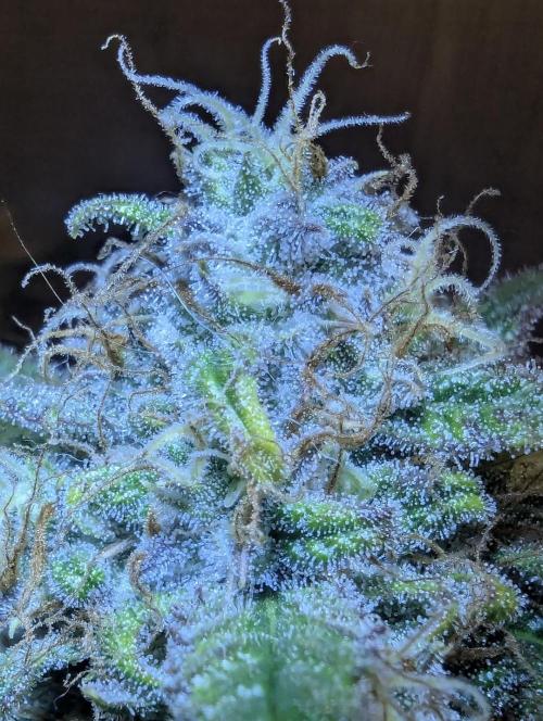 Papaya Zoap Auto - Sweet Seeds. Week 11