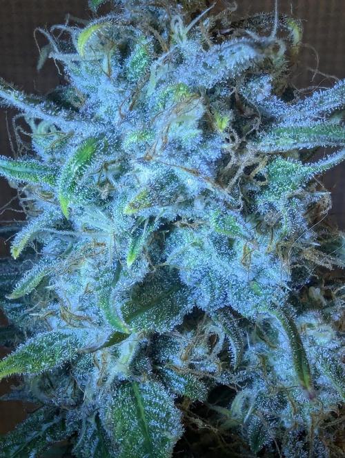 Papaya Zoap Auto - Sweet Seeds. Week 11