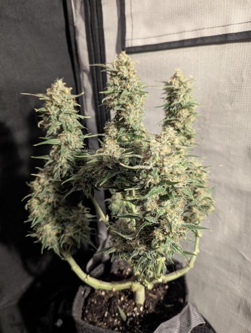 Papaya Zoap Auto - Sweet Seeds. Week 11