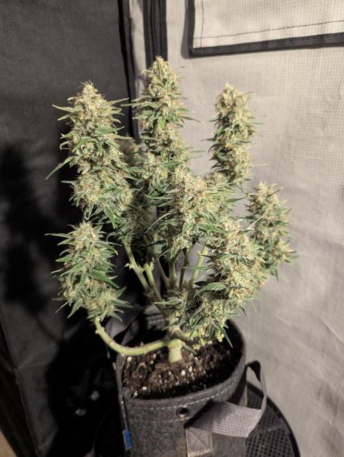 Papaya Zoap Auto - Sweet Seeds. Week 11