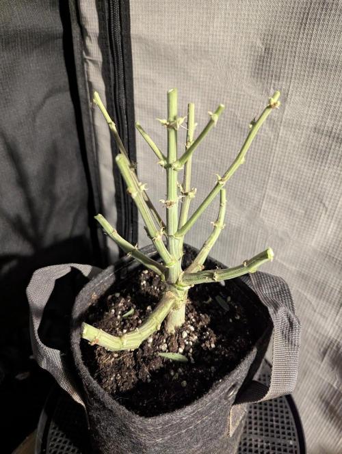 Papaya Zoap Auto - Sweet Seeds. Week 11