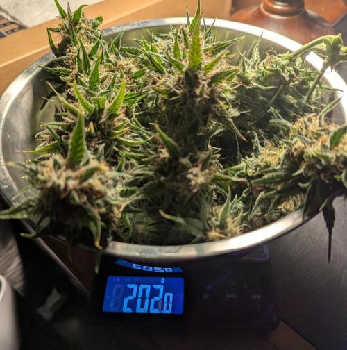 Papaya Zoap Auto - Sweet Seeds. Week 11