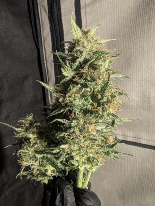 Papaya Zoap Auto - Sweet Seeds. Week 11