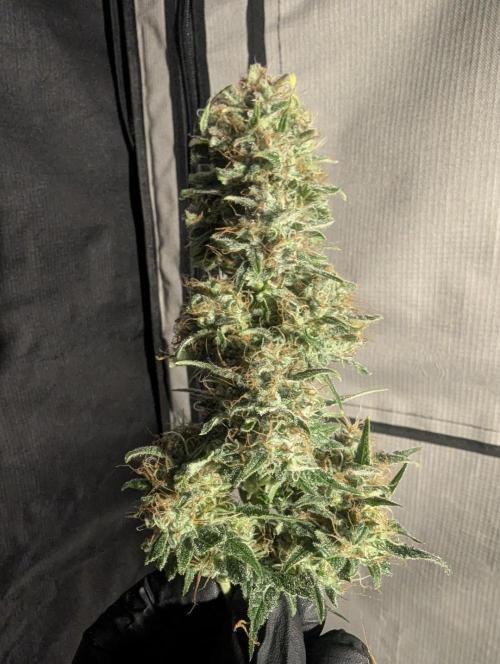 Papaya Zoap Auto - Sweet Seeds. Week 11