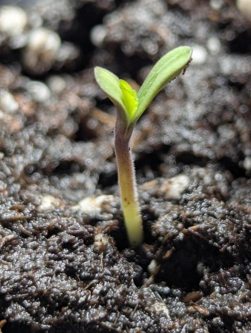 British Delight - Wizard Trees. Week 0