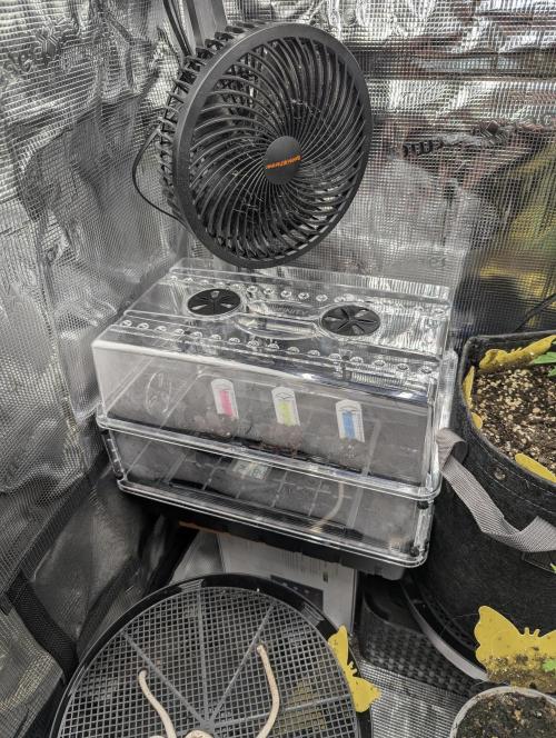 British Delight - Wizard Trees. Week 0