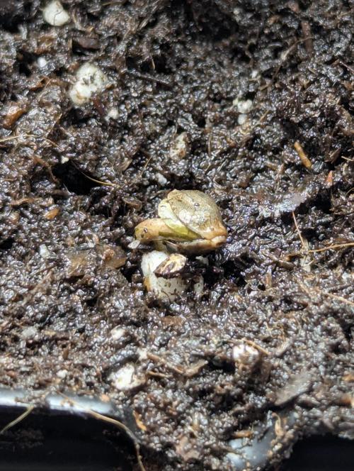 Wizard Fuel - Wizard Trees. Week 0