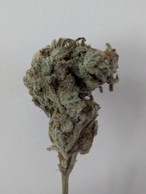 Kush Mass Auto - Garden of Green. Week 21