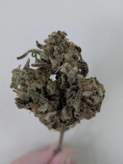 Kush Mass Auto - Garden of Green. Week 21