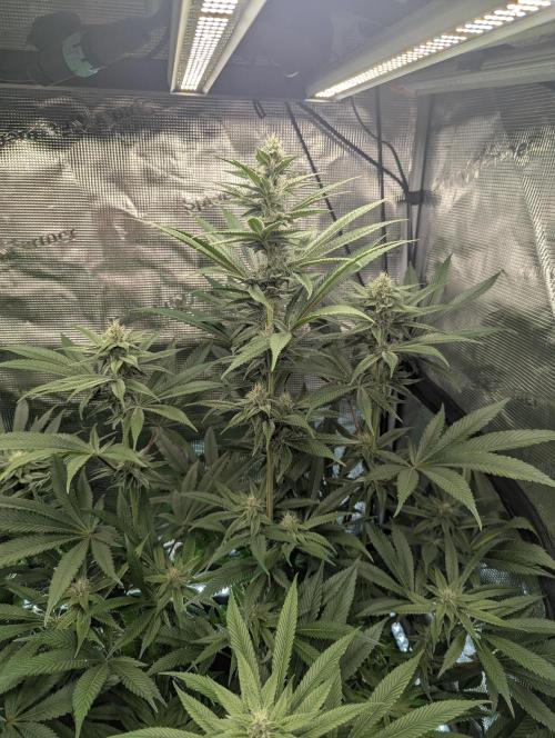 Blue Zushi - Dutch Passion. Week 11