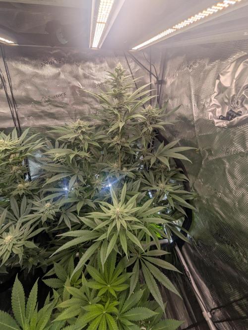 Blue Zushi - Dutch Passion. Week 11