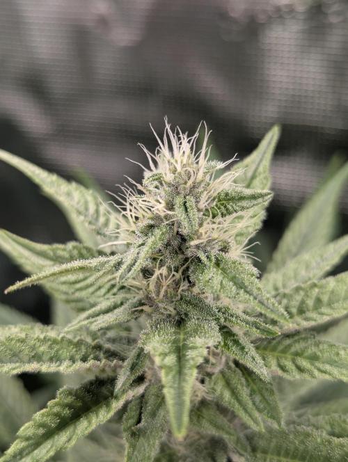 Blue Zushi - Dutch Passion. Week 11