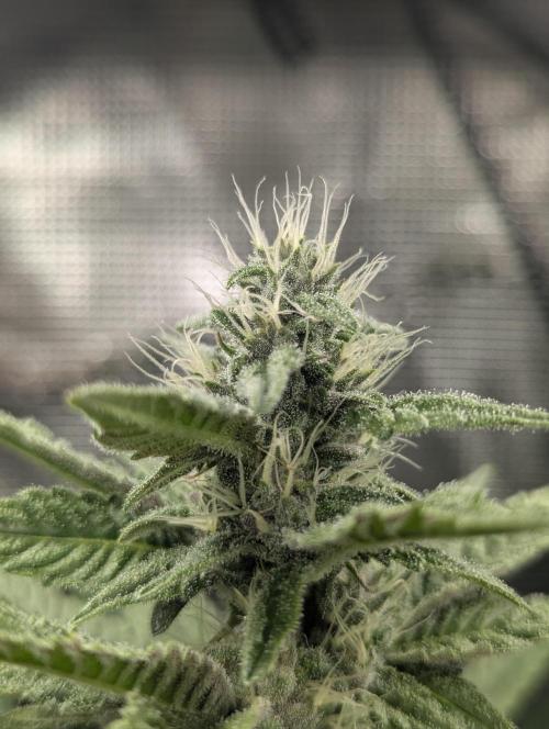 Blue Zushi - Dutch Passion. Week 11