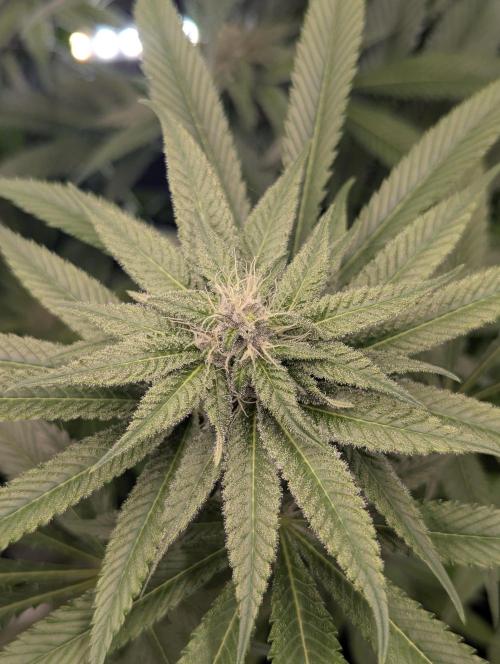 Blue Zushi - Dutch Passion. Week 11