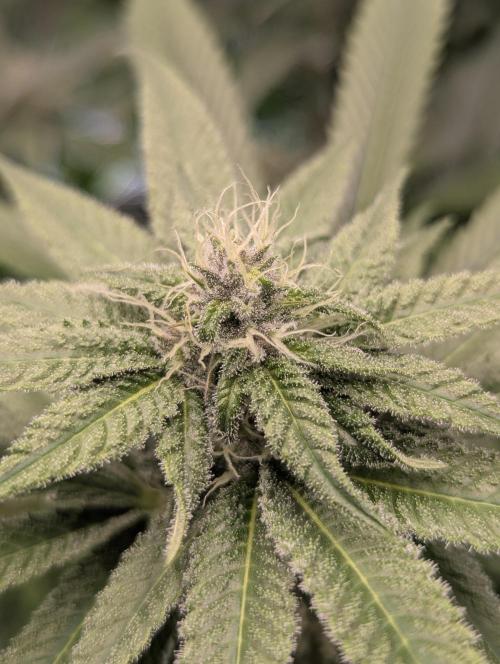 Blue Zushi - Dutch Passion. Week 11