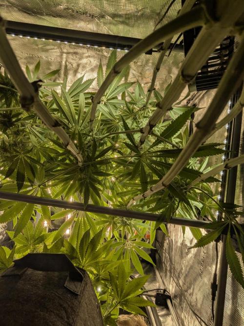 Blue Zushi - Dutch Passion. Week 11