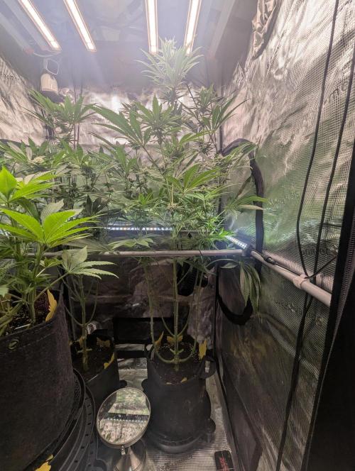 Blue Zushi - Dutch Passion. Week 11